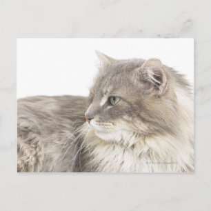 Cat lying down postcard