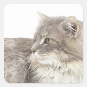 Cat lying down square sticker