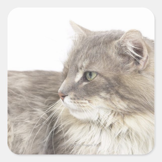 Cat lying down square sticker (Front)