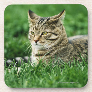 Cat lying in grass coaster
