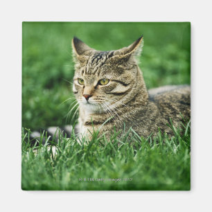 Cat lying in grass magnet
