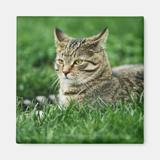 Cat lying in grass magnet (Front)