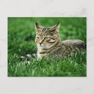Cat lying in grass postcard