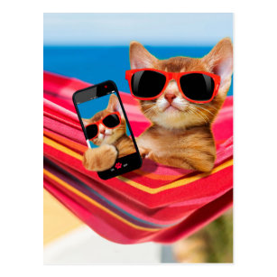Cat lying in hammock with sunglass postcard