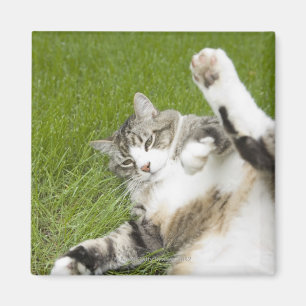 Cat lying on grass, close-up magnet