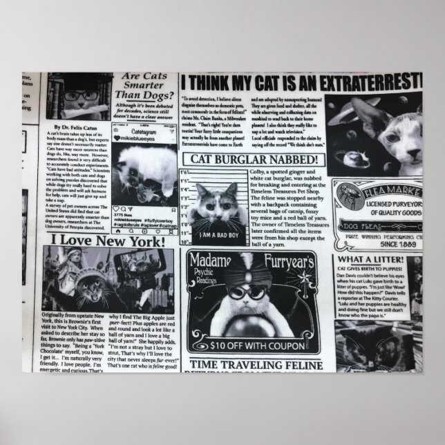 Cat Magazine Poster (Front)