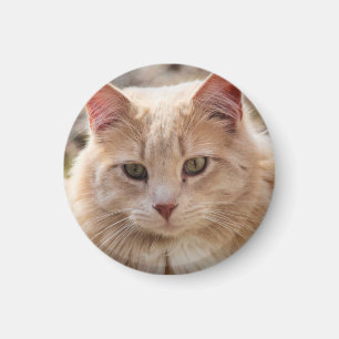 Cat magnet