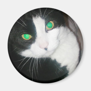 Cat Magnet