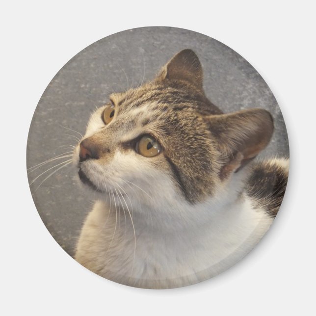 Cat magnet (Front)