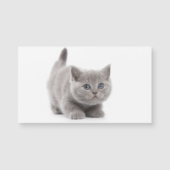 Cat Magnetic Card (Front)