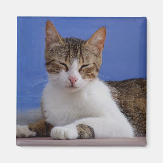 Cat Magnets (Front)