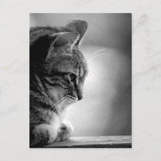 Cat Meditating Black and White Postcard