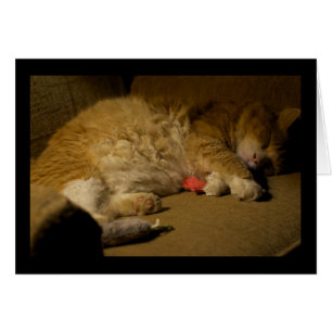 Cat Nap