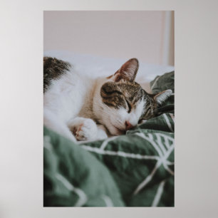 Cat Nap 12 Poster Premium Canvas (Gloss)