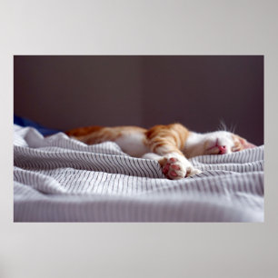 Cat Nap 3 Poster Premium Canvas (Gloss)