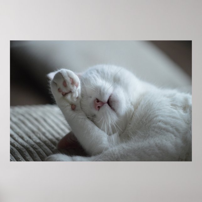 Cat Nap 6 Poster Premium Canvas (Gloss) (Front)