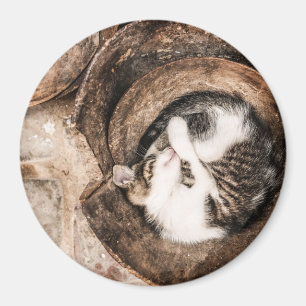 Cat Nap Magnet