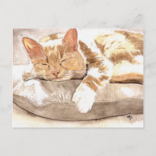 Cat Nap Postcard