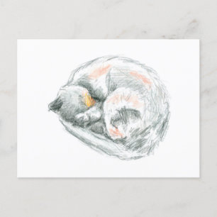 Cat Nap Postcard