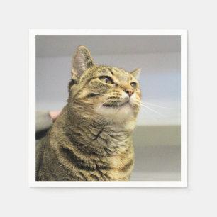 Cat    napkin