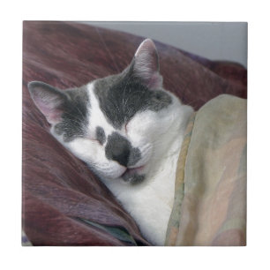 Cat Napping Ceramic Tile