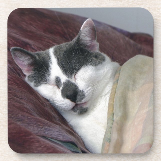 Cat Napping Coaster (Front)
