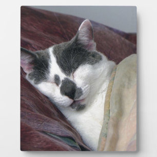 Cat Napping Plaque