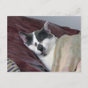 Cat Napping Postcard