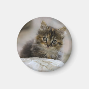 Cat, Nature, Domestic cat Magnet