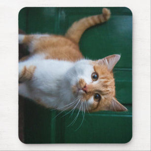 cat, nature, front door mouse pad