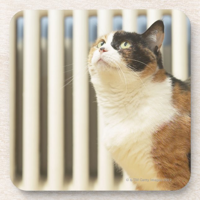 Cat next to radiator coaster (Front)