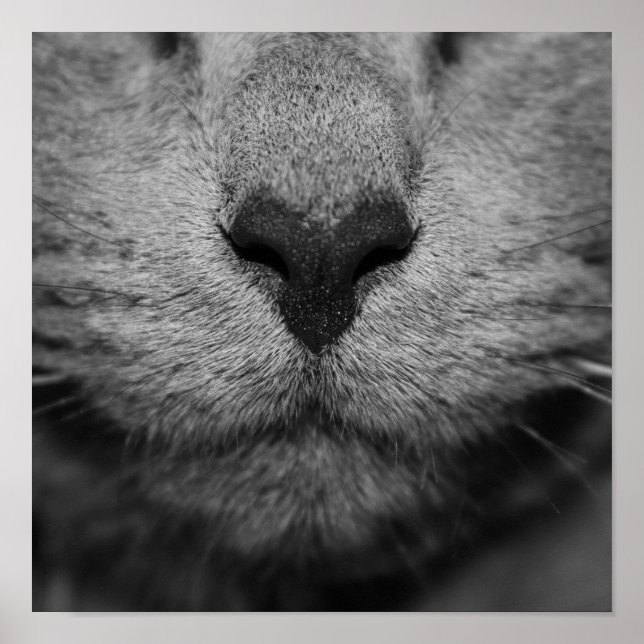 CAT NOSE IN BLACK AND WHITE POSTER (Front)