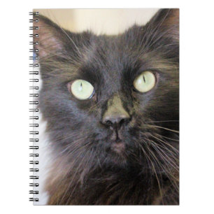 Cat  notebook