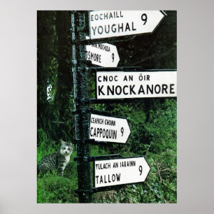 cat o nine miles poster