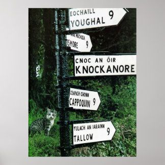 cat o nine miles poster