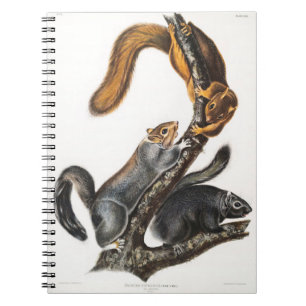 Cat of North America by John James Audubon Notebook