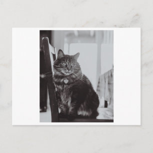CAT ON A CHAIR PHOTOGRAPHY POSTCARD