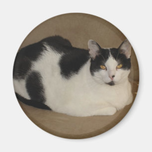 Cat On A Couch Magnet