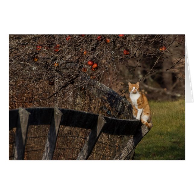 Cat On A Fence (Front Horizontal)