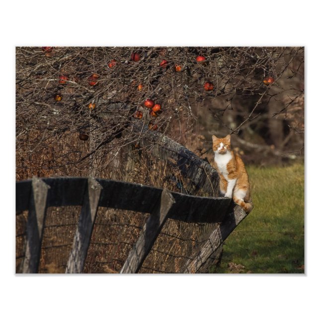 Cat On A Fence Photo Print (Front)