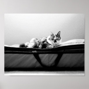 Cat on Bag Poster