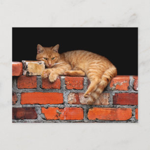 Cat on Brick Wall Postcard