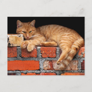 Cat on Brick Wall Postcard