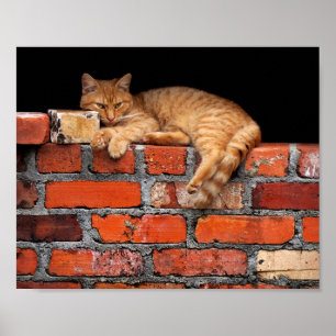 Cat on Brick Wall Poster