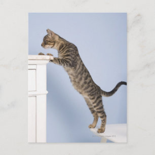 Cat on Chair, Dusseldorf, North Postcard
