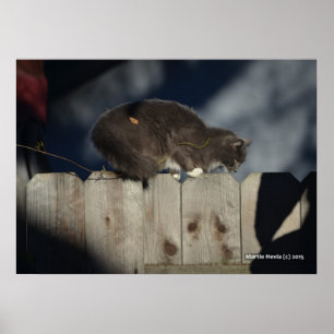 Cat on Fence (14) Poster