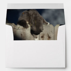 Cat on Fence (18) Envelope