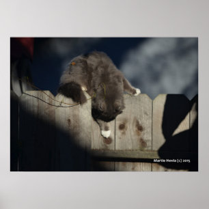 Cat on Fence (18) Poster