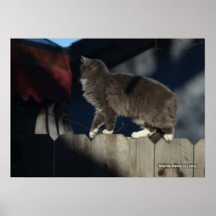 Cat on Fence (21) Poster
