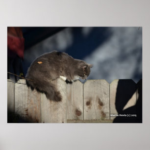 Cat on Fence (2) Poster